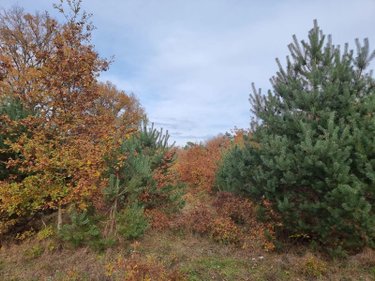 Terrains de loisirs bois etangs a vendre Pruniers-en-Sologne 41200 Loir-et-Cher 76367 m2  80100 euros