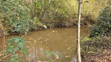 Terrains de loisirs bois etangs a vendre Cérans-Foulletourte 72330 Sarthe 12420 m2  8000 euros