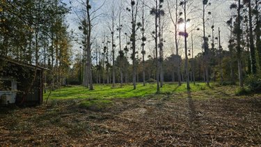 Terrains de loisirs bois etangs a vendre Cérans-Foulletourte 72330 Sarthe 12420 m2  8000 euros