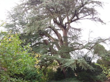 propriete a vendre Cour-Cheverny 41700 Loir-et-Cher 256 m2 11 pièces 444968 euros