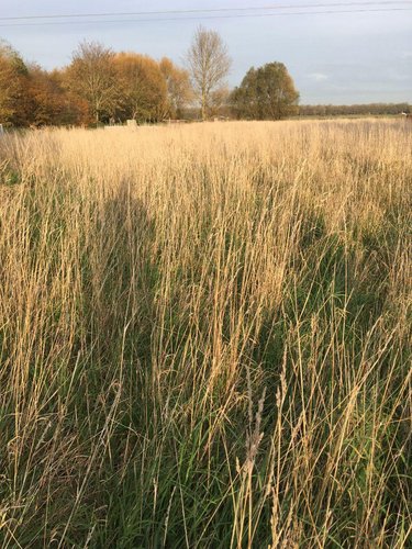 Maison a vendre Bierne 59380 Nord 54 m2 1 pièce 87500 euros