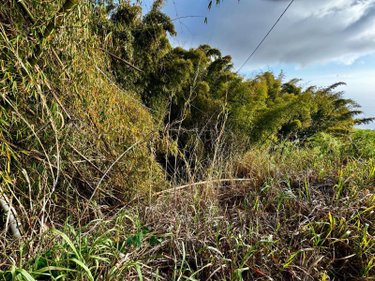 Bien agricole a vendre La-Chaloupe 97416 Réunion  14000 euros