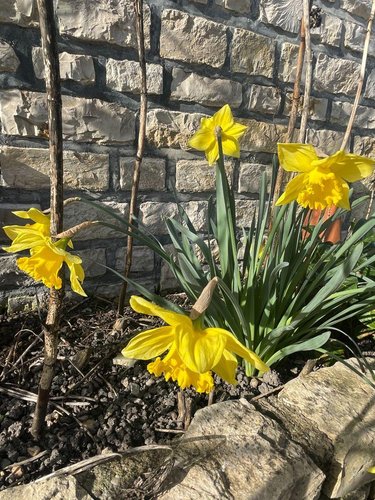 Maison a vendre Ribérac 24600 Dordogne 79 m2 4 pièces 134820 euros