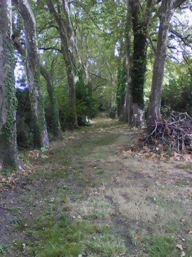 Terrain a batir a vendre Montendre 17130 Charente-Maritime 7707 m2  25000 euros