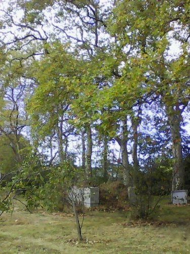 Terrain a batir a vendre Montendre 17130 Charente-Maritime 7707 m2  25000 euros