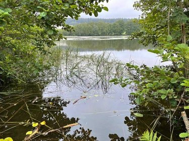 Terrains de loisirs bois etangs a vendre Le Val-d'Ajol 88340 Vosges 25021 m2  126540 euros