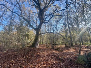 Terrains de loisirs bois etangs a vendre La Ferté-Imbault 41300 Loir-et-Cher 209500 m2  263500 euros
