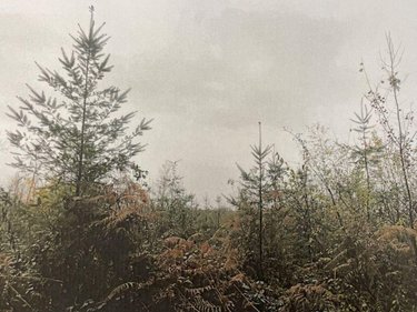 Terrains de loisirs bois etangs a vendre La Chapelle 03300 Allier 167600 m2