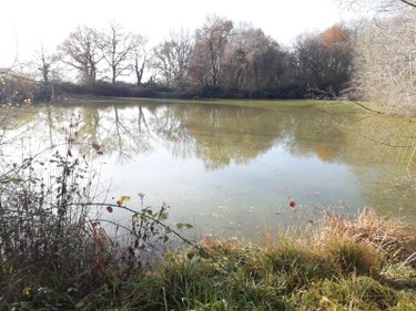 Terrains de loisirs bois etangs a vendre Saint-Romain-sur-Cher 41140 Loir-et-Cher 5640 m2  29200 euros