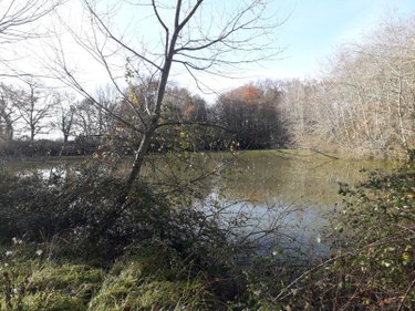 Terrains de loisirs bois etangs a vendre Saint-Romain-sur-Cher 41140 Loir-et-Cher 5640 m2  29200 euros