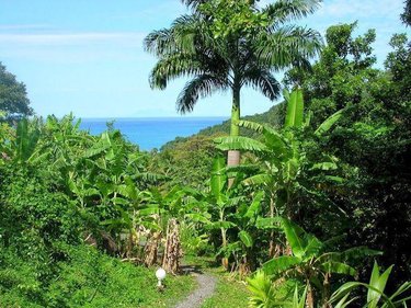 propriete a vendre Deshaies 97126 Guadeloupe 312 m2 9 pièces 1195000 euros