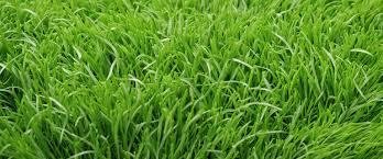 Terrains de loisirs bois etangs a vendre Pont-Aven 29930 Finistère 6280 m2  5000 euros