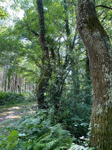 Maison a vendre Châtillon-sur-Indre 36700 Indre 258 m2 9 pièces 1273000 euros