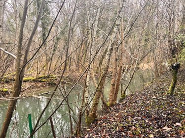 Terrains de loisirs bois etangs a vendre Villedieu 21330 Côte-d'Or 1266 m2  16200 euros