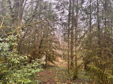 Terrains de loisirs bois etangs a vendre Villedieu 21330 Côte-d'Or 1266 m2  16200 euros