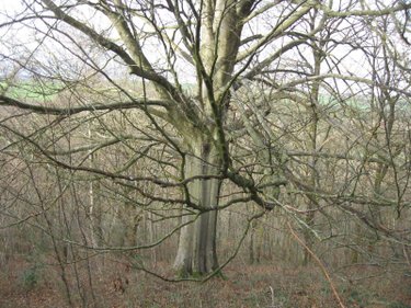 Terrains de loisirs bois etangs a vendre Saint-Denis-de-Méré 14110 Calvados 28700 m2  16700 euros