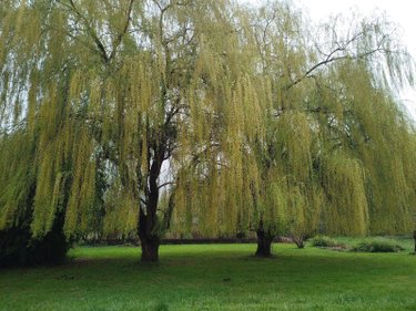 propriete a vendre Écommoy 72220 Sarthe 500 m2  1522500 euros