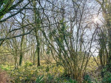 Terrains de loisirs bois etangs a vendre Hédé Bazouges 35630 Ille-et-Vilaine 1990 m2  8500 euros
