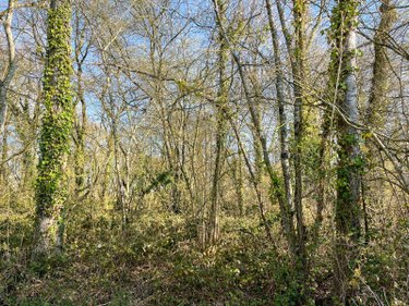 Terrains de loisirs bois etangs a vendre Hédé Bazouges 35630 Ille-et-Vilaine 1990 m2  8500 euros