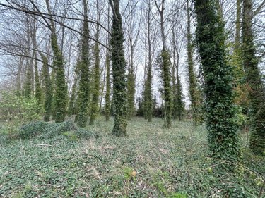 Terrains de loisirs bois etangs a vendre Looberghe 59630 Nord 3800 m2  17500 euros
