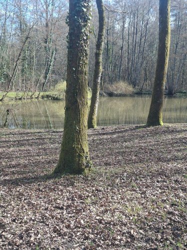 Terrains de loisirs bois etangs a vendre Humbligny 18250 Cher 57000 m2  55000 euros