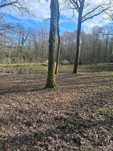 Terrains de loisirs bois etangs a vendre Humbligny 18250 Cher 57000 m2  55000 euros