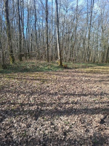 Terrains de loisirs bois etangs a vendre Humbligny 18250 Cher 57000 m2  55000 euros