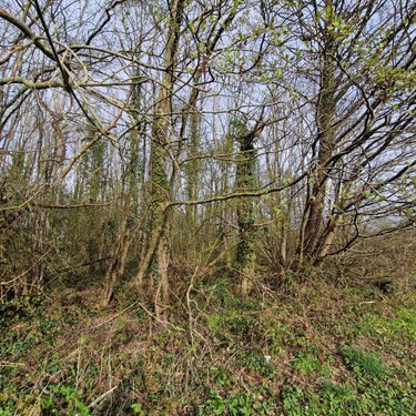 Terrains de loisirs bois etangs a vendre Pré-en-Pail-Saint-Samson 53140 Mayenne 12460 m2  21000 euros