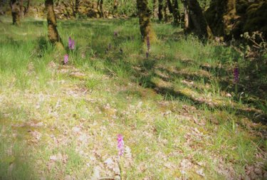 Maison a vendre Villefranche-de-Rouergue 12200 Aveyron 247 m2 7 pièces 313200 euros