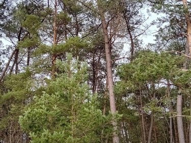 Terrains de loisirs bois etangs a vendre Cournon 56200 Morbihan 19961 m2  30000 euros