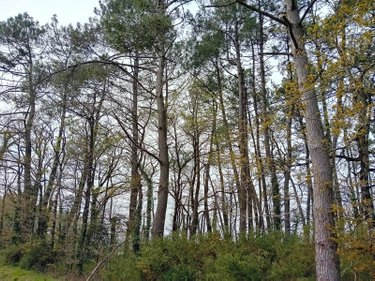 Terrains de loisirs bois etangs a vendre Cournon 56200 Morbihan 19961 m2  30000 euros