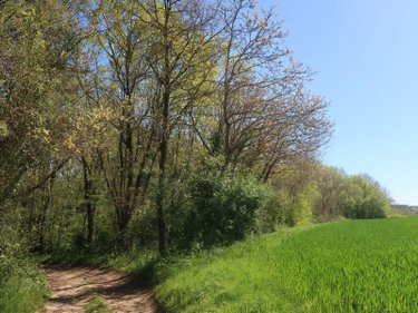 Terrains de loisirs bois etangs a vendre Vouneuil-sur-Vienne 86210 Vienne 6770 m2  9000 euros