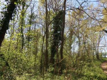 Terrains de loisirs bois etangs a vendre Vouneuil-sur-Vienne 86210 Vienne 6770 m2  9000 euros