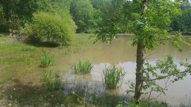 Terrains de loisirs bois etangs a vendre Langon sur Cher 41320 Loir-et-Cher 20335 m2  91500 euros