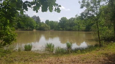 Terrains de loisirs bois etangs a vendre Langon sur Cher 41320 Loir-et-Cher 20335 m2  91500 euros