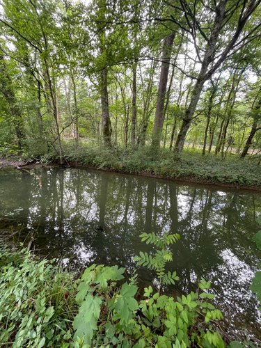 Terrains de loisirs bois etangs a vendre Villedieu 21330 Côte-d'Or 1246 m2  13600 euros