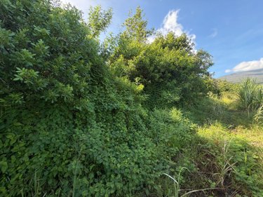 Bien agricole a vendre SAINTE-ANNE 97437 Réunion  149900 euros