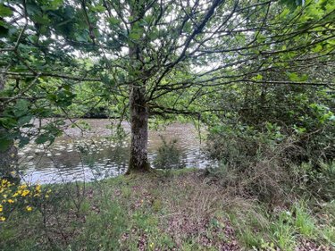 Terrains de loisirs bois etangs a vendre Le Tronchet 35540 Ille-et-Vilaine 84578 m2  128400 euros