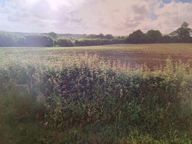 Terrain a batir a vendre Crémarest 62240 Pas-de-Calais 1000 m2  59900 euros