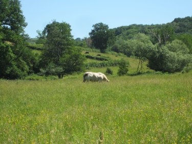 Maison a vendre Villeneuve-en-Montagne 71390 Saône-et-Loire 155 m2  295000 euros