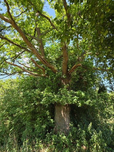Terrains de loisirs bois etangs a vendre Saint-Léonard-des-Bois 72130 Sarthe 15320 m2  31800 euros