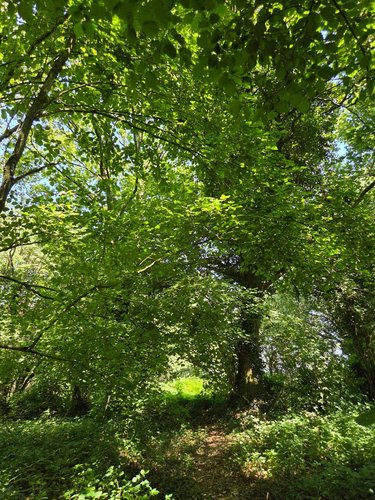 Terrains de loisirs bois etangs a vendre Saint-Léonard-des-Bois 72130 Sarthe 15320 m2  31800 euros
