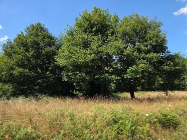 Terrains de loisirs bois etangs a vendre Saint-Léonard-des-Bois 72130 Sarthe 15320 m2  31800 euros