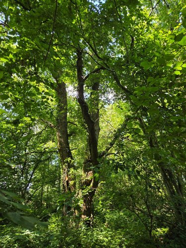 Terrains de loisirs bois etangs a vendre Saint-Léonard-des-Bois 72130 Sarthe 15320 m2  31800 euros