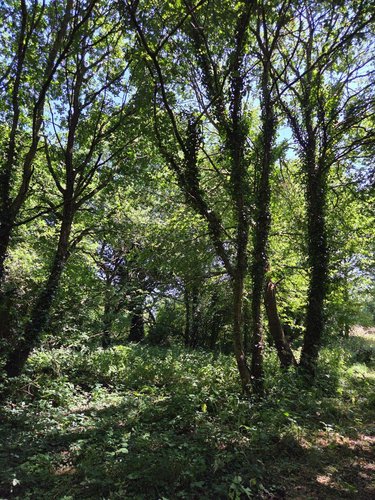 Terrains de loisirs bois etangs a vendre Saint-Léonard-des-Bois 72130 Sarthe 15320 m2  31800 euros