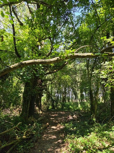 Terrains de loisirs bois etangs a vendre Saint-Léonard-des-Bois 72130 Sarthe 15320 m2  31800 euros