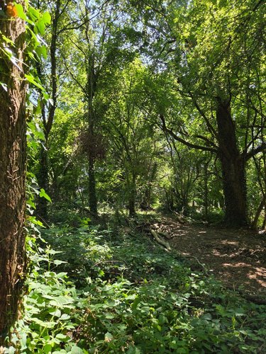 Terrains de loisirs bois etangs a vendre Saint-Léonard-des-Bois 72130 Sarthe 15320 m2  31800 euros