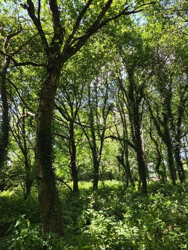 Terrains de loisirs bois etangs a vendre Saint-Léonard-des-Bois 72130 Sarthe 15320 m2  31800 euros