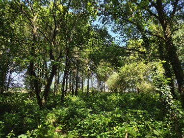 Terrains de loisirs bois etangs a vendre Saint-Léonard-des-Bois 72130 Sarthe 15320 m2  31800 euros