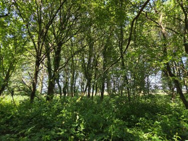 Terrains de loisirs bois etangs a vendre Saint-Léonard-des-Bois 72130 Sarthe 15320 m2  31800 euros